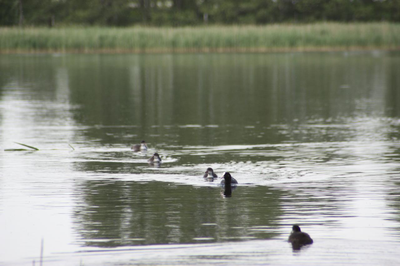 Kastanienhof Am Loppiner See Jabel Zewnętrze zdjęcie